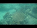 Swimming with a Sea Turtle 2