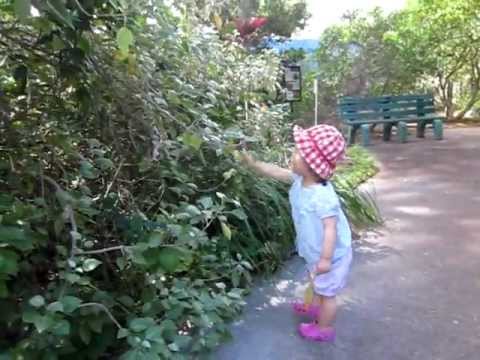 Taking my leaves for a walk around Honolulu Zoo