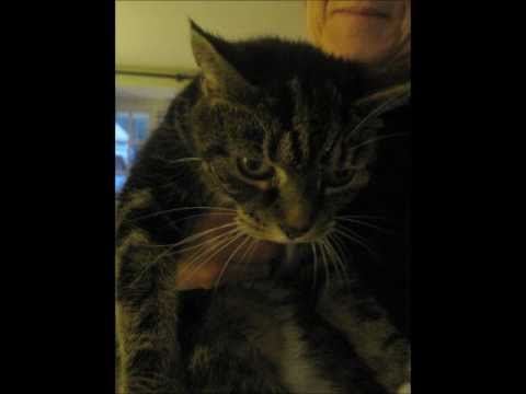 Daisy Boots; sad cat