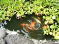 Koi Pond in Hawaii
