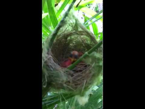Baby Birds