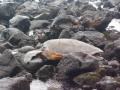 RoadTrip to Volcano ~ Hawaii saga