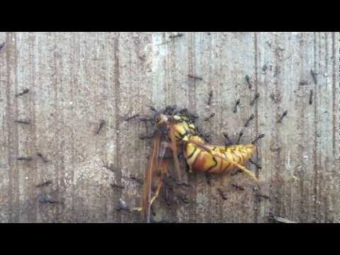 Ants operating as a collective, moving a large wasp body. Kauai, Hawaii.