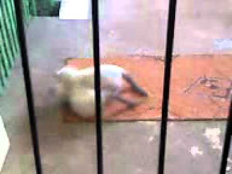 Twin Cats Playing Twin Cats Playing