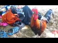 Kauai Rooster on the Beach