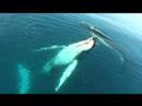 Migaloo the White Whale Speaks Migaloo the White Whale Speaks