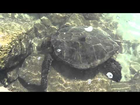 Hawaii 2012/02/08 with Sea Turtle at Ko Olina Beach Part 1