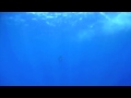 Marlin and aku at BB