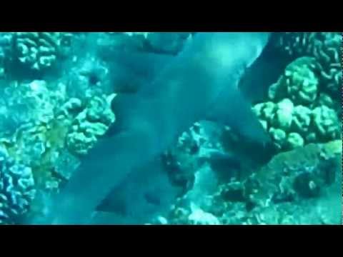 Reef Shark in Maui, April 2012