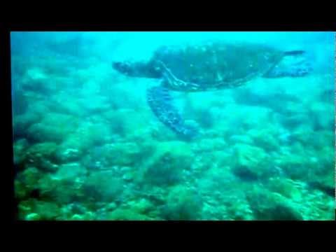 Flight of the Honu Flight of the Honu