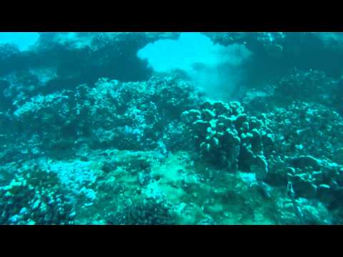 Spearfishing Hawaii