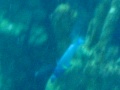 My favorite fish