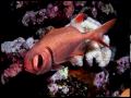 Beautiful Ocean Life: Ocean Adventures of Maui, Hawaii, USA