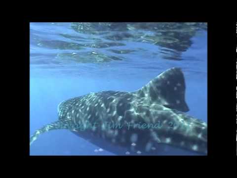 Whale Shark Molokini Island Maui Hawaii.