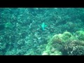Snorkeling with a Bullethead Parrot Fish Snorkeling with a Bullethead Parrot Fish