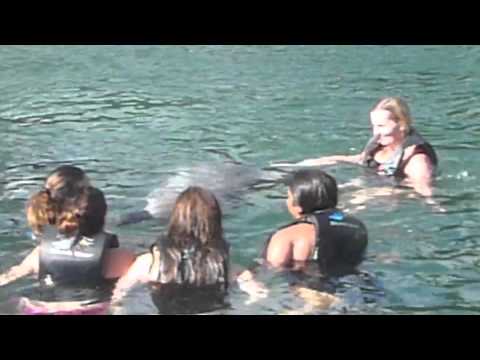 Swimming with the dolphins in Hawaii
