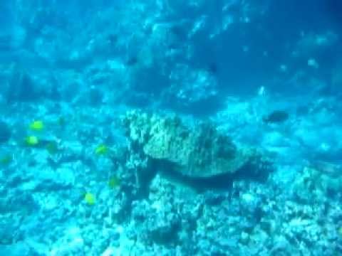 Fish Swimming in Hawaii's Waters Fish Swimming in Hawaii's Waters