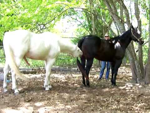 VERY well behaved Hawaiian AQHA Cremello stallion breeding