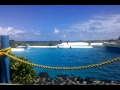 Dolphins in Honolulu Hawaii