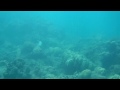 Hawaii diving Part.1
