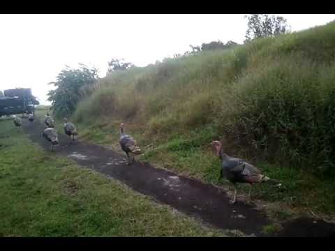 Wild Turkeys in My Yard - Big Island Hawaii Wild Turkeys in My Yard - Big Island Hawaii