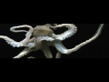 Cool OCTOPUS!