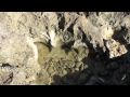 Crabs In The Tide Pools