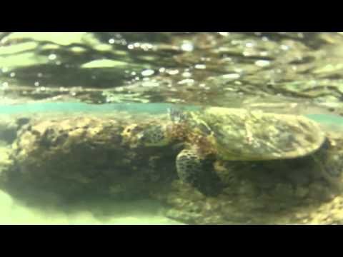 Go Pro HD Hanauma Bay diving Hawaii