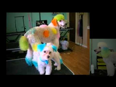 Shear Magic Pet Salon Shear Magic Pet Salon