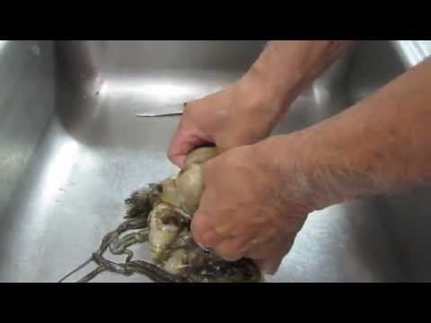 Tako Closing Form-- End of the Season Octopus Catch for 2012 everydaytaichi Honolulu, Hawaii
