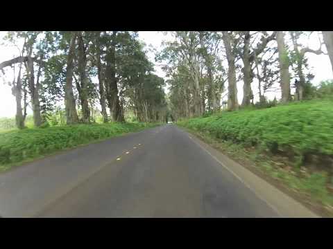 Tree Tunnel