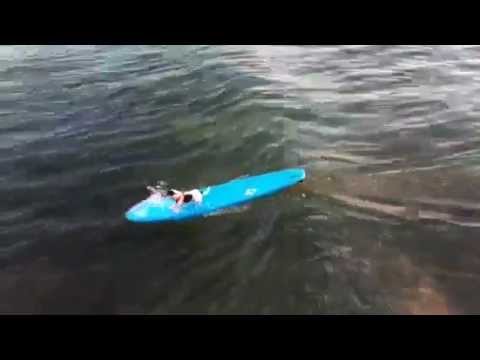 Surfing dog Hawaii Surfing dog Hawaii
