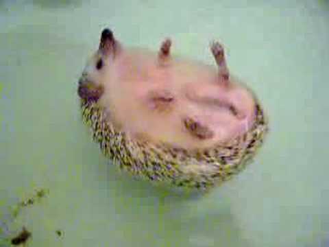 Shming swimming Shming swimming